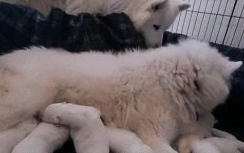 大狗与小狗配种成功