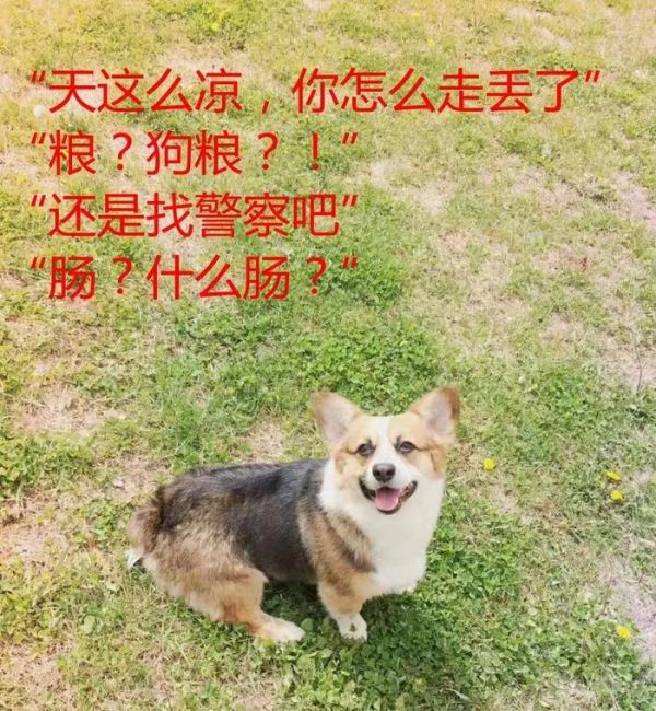 暖心！八小时的爱心接力，苏宁小店助萌宠回家！