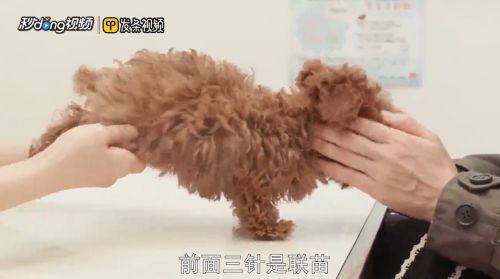 狗狗的疫苗怎么打