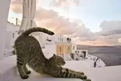 瑜伽体式（六）猫式练习要点及功效