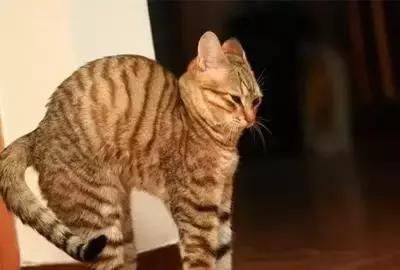 瑜伽体式（六）猫式练习要点及功效