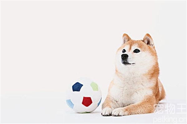 狗为什么怕吹风机