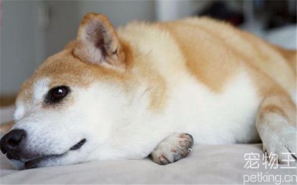狗洗澡后怕吹风机怎么办