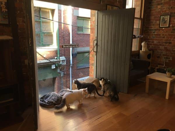 A large sheet of perspex glass means the cat cafe residents can look out onto the streets of melbourne