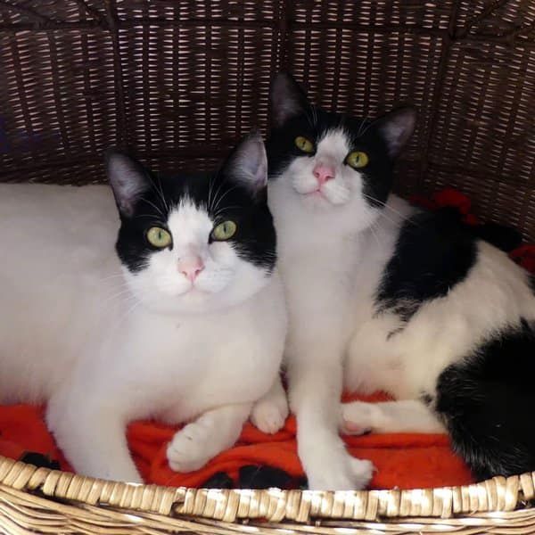 Despite their faces astrid and ophelia really are excited to hang out with you