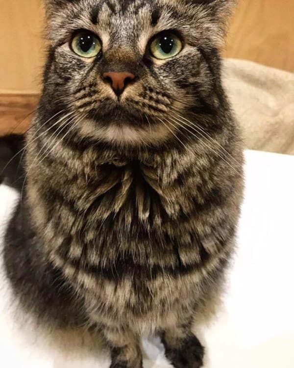Beautiful raksha one of the residents of perth cat cafe