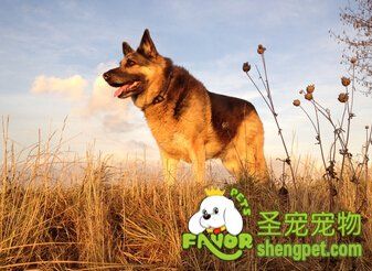 德国牧羊犬