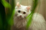 白色波斯猫图片