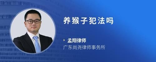 养猴子犯法吗