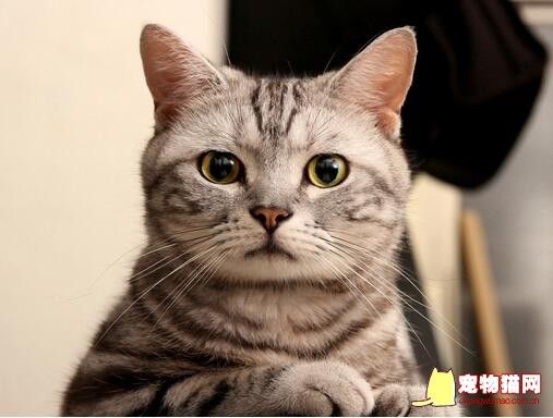 猫咪夏季饲养