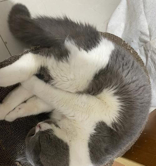 2个月小猫如何喝粥（宠物养护）