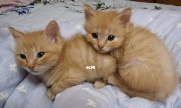 2个月小猫如何喝粥（宠物养护）