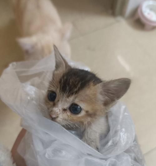 捡到小猫怎么养（宠物养护指南）