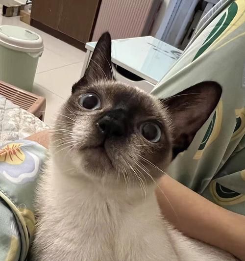 如何正确给暹罗猫洗澡？（宠物养护必备技能，只需这一步步操作！）