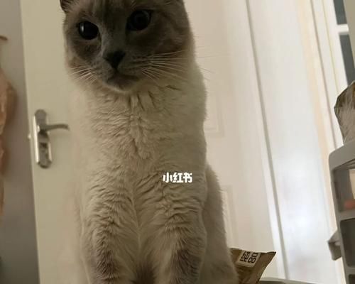 如何正确给暹罗猫洗澡？（宠物养护必备技能，只需这一步步操作！）