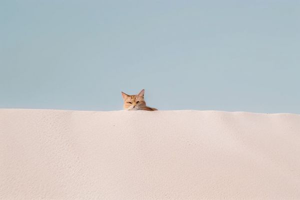 猫
