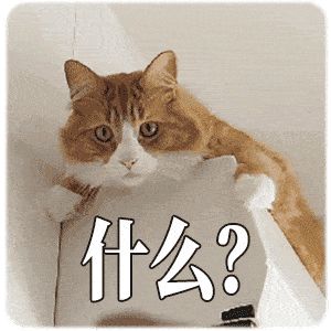 猫一顿饭要吃多少才够营养?吃罐头还是吃猫粮好?