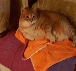 猫一顿饭要吃多少才够营养?吃罐头还是吃猫粮好?