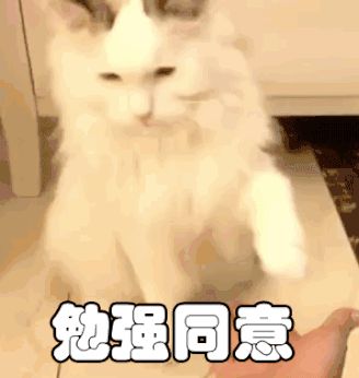 猫一顿饭要吃多少才够营养?吃罐头还是吃猫粮好?
