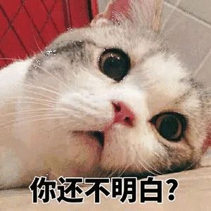猫一顿饭要吃多少才够营养?吃罐头还是吃猫粮好?