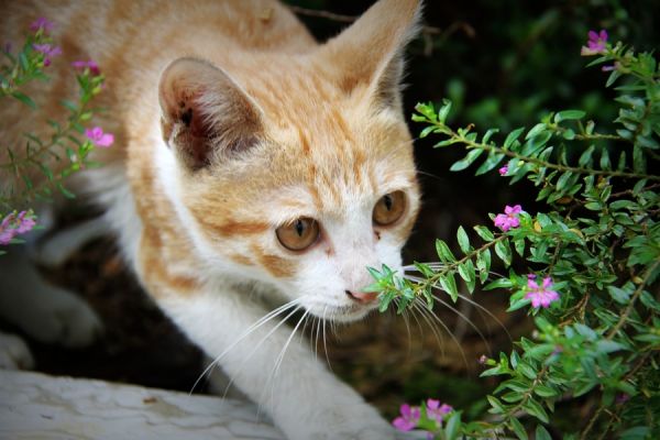 猫咪