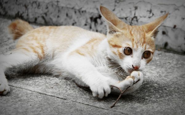 猫咪
