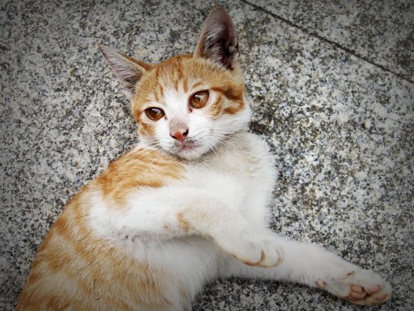 猫咪