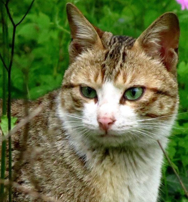 猫咪