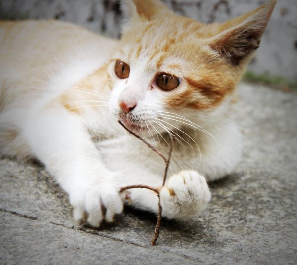 猫咪