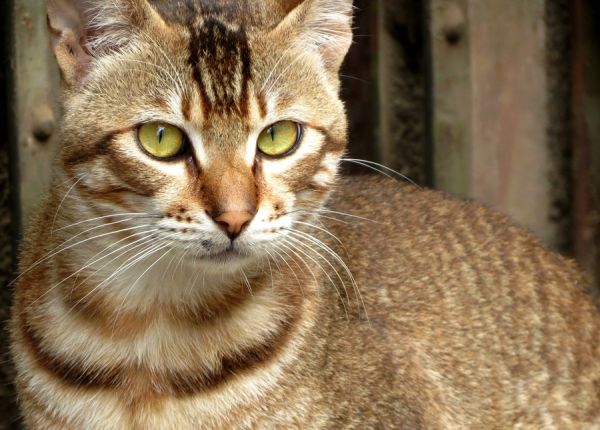 猫咪