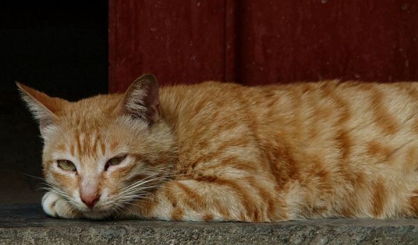 猫咪