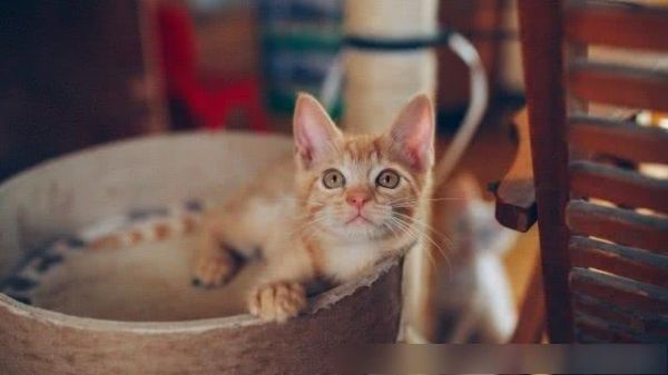 宠物猫咪图集：黄色可爱小猫咪，已将我萌化​