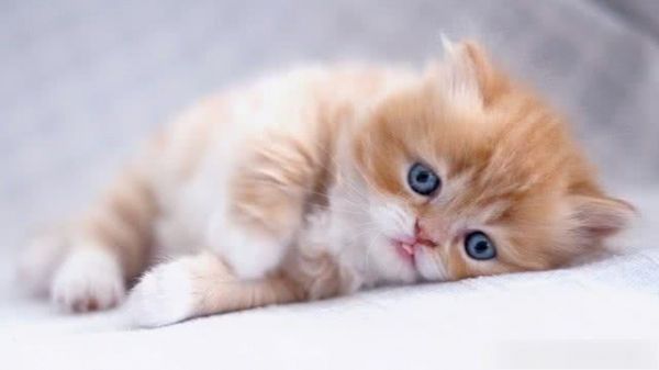宠物猫咪图集：黄色可爱小猫咪，已将我萌化​