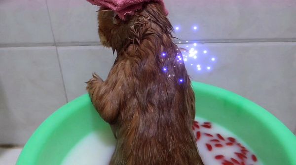 橘猫泡澡，长生不老，羊奶加枸杞，从头爽到脚，来围观小橘猫泡澡