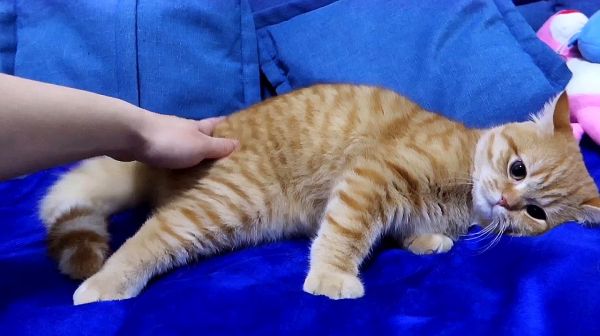 翘屁嫩猫在线挨打，遭一脸嫌弃，好听吗？好听就是好猫！