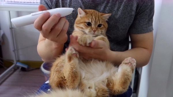 给小橘猫剃毛是什么样的体验？居然有不怕剃脚毛的猫，假猫实锤！