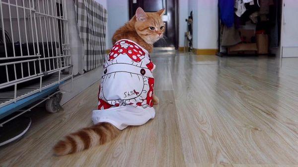 女装才是橘猫维持可爱的小秘诀！女装大佬小太阳在线走猫步