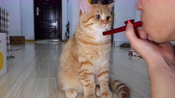主人给小橘猫演奏菊次郎的星期天竟遭嫌弃？求求你吹点阳间的音乐
