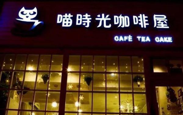 大连猫咪咖啡店，谁最让你动心？（主题咖啡店第二季）