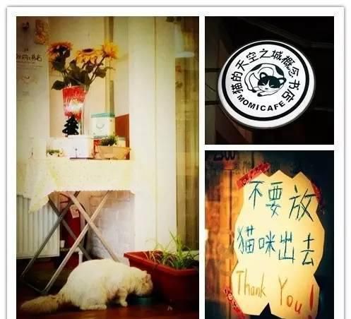大连猫咪咖啡店，谁最让你动心？（主题咖啡店第二季）