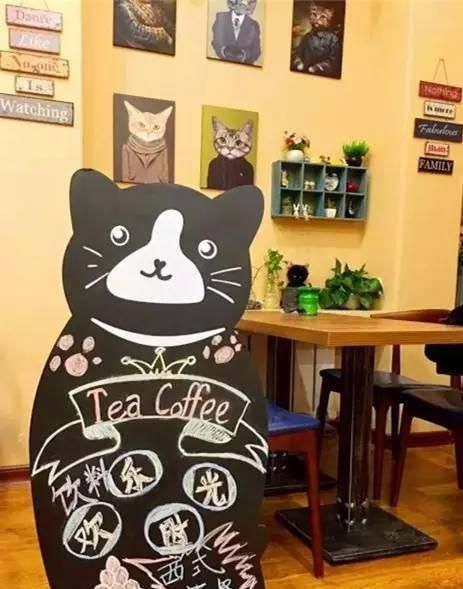 大连猫咪咖啡店，谁最让你动心？（主题咖啡店第二季）