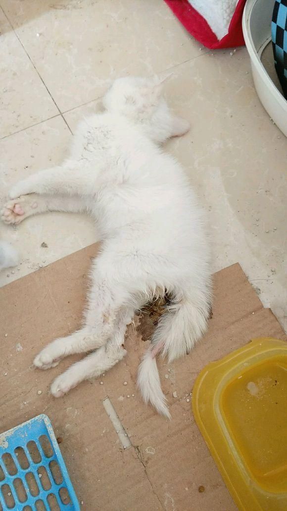 猫咪在宠物店洗澡，第二天突然病死
