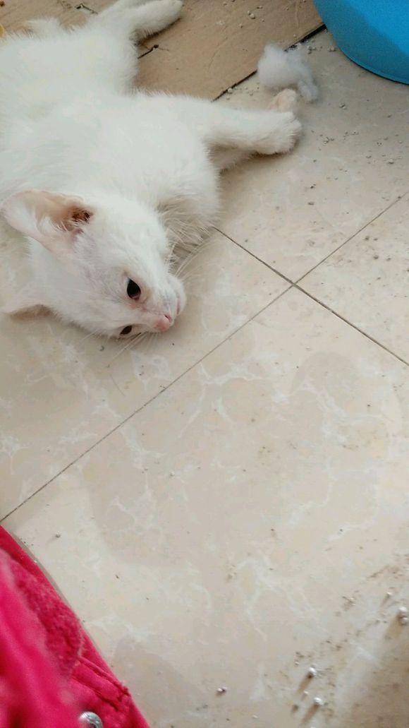 猫咪在宠物店洗澡，第二天突然病死