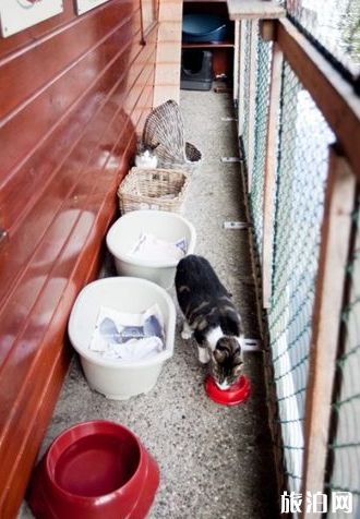 撸猫圣地推荐 猫奴们有哪些旅游必去景点