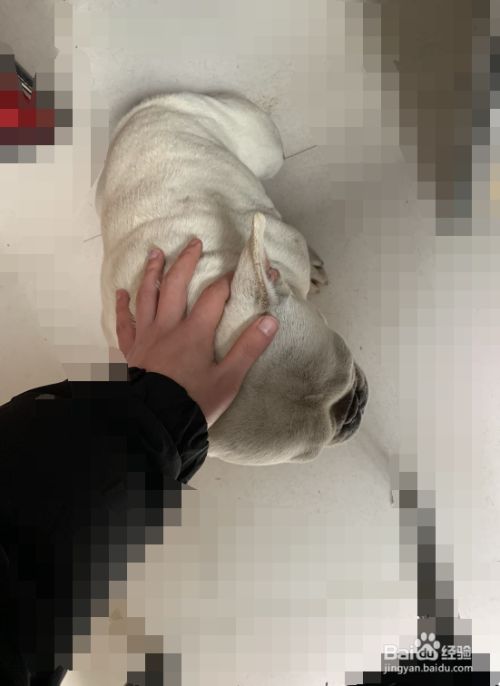 如何教狗狗坐下