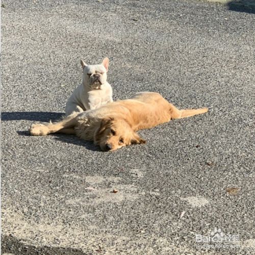 如何教狗狗坐下