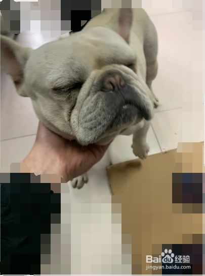 如何教狗狗坐下