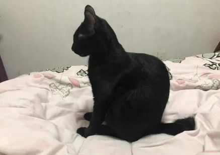 猫为什么坐下背会驼着