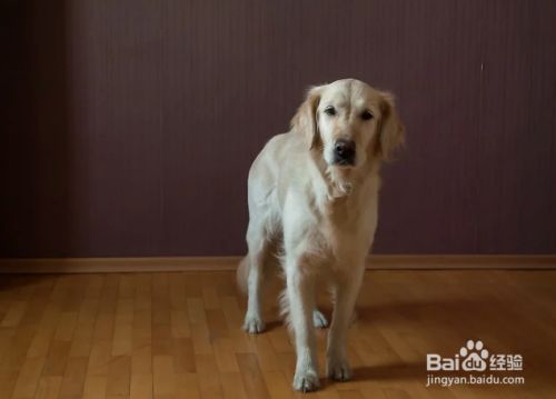 如何训练狗狗坐下