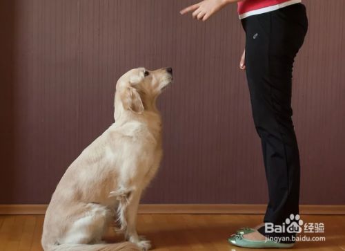 如何训练狗狗坐下